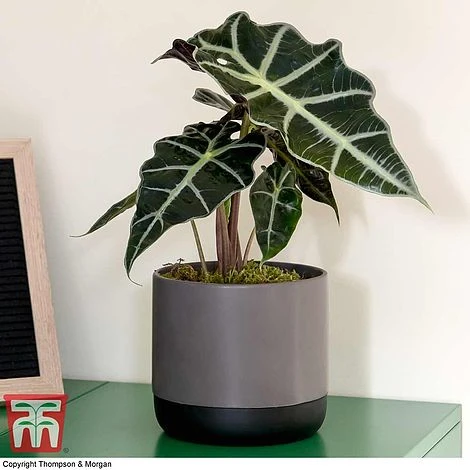 Alocasia X Amazonica 3 Alocasia X Amazonica - Image 3