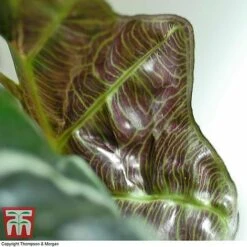 Alocasia X Amazonica 12 Alocasia X Amazonica -Tulip Bloom ALO KB1116 F