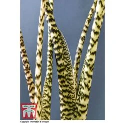 Alocasia Zebrina -Tulip Bloom ALOC WKB5018 D