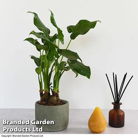 Alocasia Cucullata In Stone Ceramic 3 Alocasia Cucullata In Stone Ceramic - Image 3