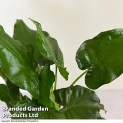Alocasia Cucullata In Stone Ceramic 7 Alocasia Cucullata In Stone Ceramic -Tulip Bloom ALOC CUCULLATA T39662