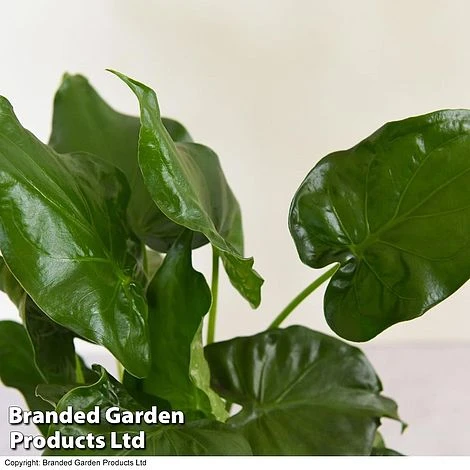 Alocasia Cucullata In Stone Ceramic 4 Alocasia Cucullata In Stone Ceramic - Image 4