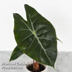 Alocasia Cuprea Mix 9 Alocasia Cuprea Mix -Tulip Bloom ALOC CUPREAMIX KF0872 B