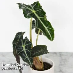 Alocasia Cuprea Mix 10 Alocasia Cuprea Mix -Tulip Bloom ALOC CUPREAMIX KF0872 C