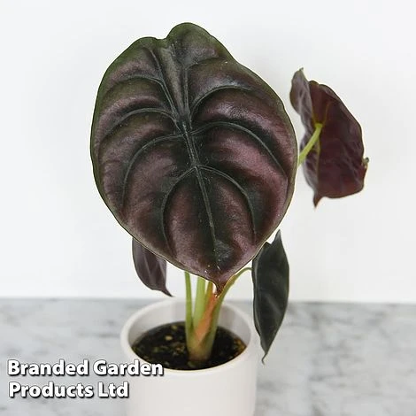 Alocasia Cuprea Mix 5 Alocasia Cuprea Mix - Image 5