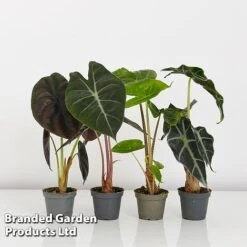 Alocasia Cuprea Mix 13 Alocasia Cuprea Mix -Tulip Bloom ALOC CUPREAMIX KF0872 G