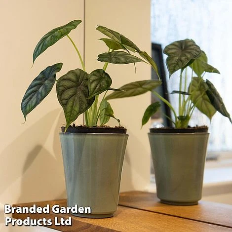 Alocasia 'Dragon Scale' 2 Alocasia 'Dragon Scale' - Image 2