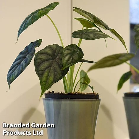 Alocasia 'Dragon Scale' 3 Alocasia 'Dragon Scale' - Image 3