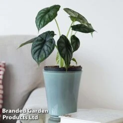 Alocasia 'Dragon Scale' 8 Alocasia 'Dragon Scale' -Tulip Bloom ALOC DRAGON4