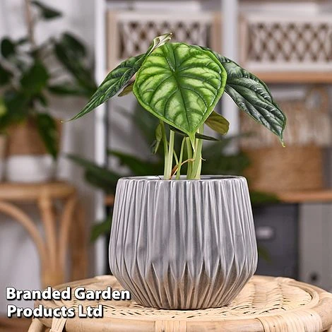 Alocasia 'Dragon Scale' 1 Alocasia 'Dragon Scale'