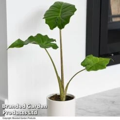 Alocasia 'Portodora' -Tulip Bloom ALOC PORTODORA T52511