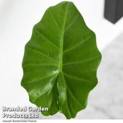 Alocasia 'Portodora' -Tulip Bloom ALOC PORTODORA T52512