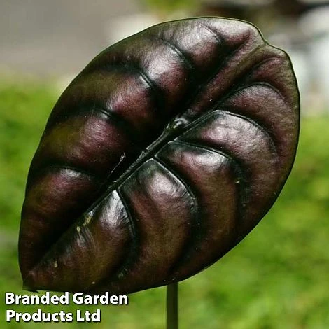 Alocasia 'Red Secret' 2 Alocasia 'Red Secret' - Image 2