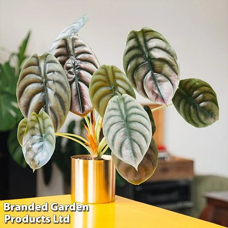 Alocasia 'Red Secret' 1 Alocasia 'Red Secret'