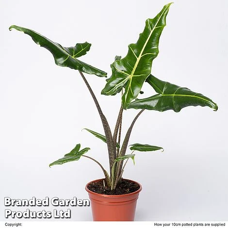 Alocasia 'Sarian' 2 Alocasia 'Sarian' - Image 2