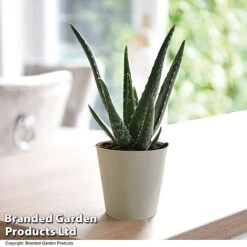 De-humidifying House Plant Collection -Tulip Bloom ALOE VERA10 T08176