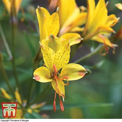 Alstroemeria 'Sweet Laura' 1 Alstroemeria 'Sweet Laura'