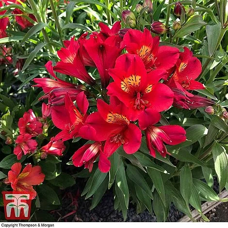 Alstroemeria Summer Trio 4 Alstroemeria Summer Trio - Image 4