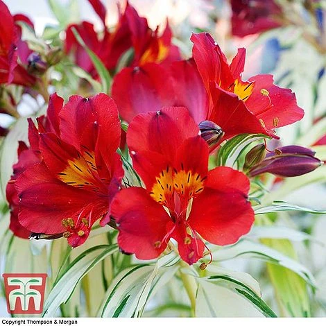 Alstroemeria 'Rock 'n' Roll' 1 Alstroemeria 'Rock 'n' Roll'