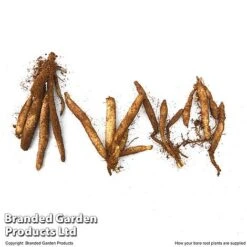 Alstroemeria 'Garden Hybrids' -Tulip Bloom ALST GARDENHYB T45485