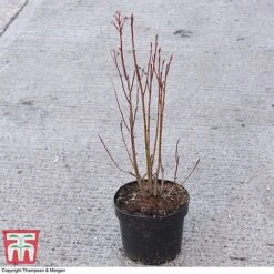 Amelanchier Alnifolia 'Obelisk' -Tulip Bloom AMEL 67856 A