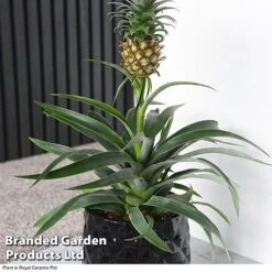 Pineapple Plant -Tulip Bloom ANAN PINEAPPLE A2