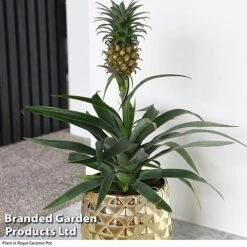 Pineapple Plant -Tulip Bloom ANAN PINEAPPLE B2