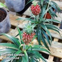 Pineapple Plant 'Rosita' 9 Pineapple Plant 'Rosita' -Tulip Bloom ANAN PINEAPPLE WKF1190