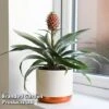 Pineapple Plant 'Rosita'