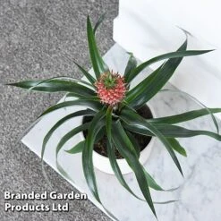 Pineapple Plant 'Rosita' 8 Pineapple Plant 'Rosita' -Tulip Bloom ANAN ROSITAPIN T43901