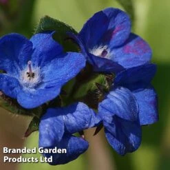 Anchusa Azurea 'Loddon Royalist'