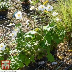 Anemone X Hybrida 'Honorine Jobert' -Tulip Bloom ANEM 58296 A1