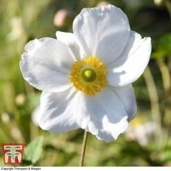 Anemone X Hybrida 'Honorine Jobert' -Tulip Bloom ANEM 58296 A4