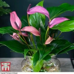 Anthurium Aqua In Sierglass -Tulip Bloom ANTH KB3998 B1