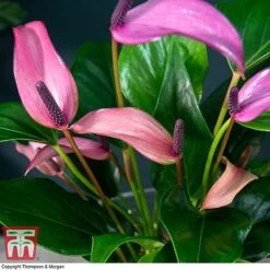 Anthurium Aqua In Sierglass -Tulip Bloom ANTH KB3998 C1