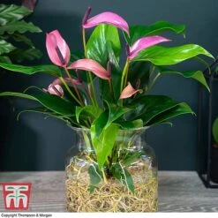 Anthurium Aqua In Sierglass -Tulip Bloom ANTH KB3998 D1