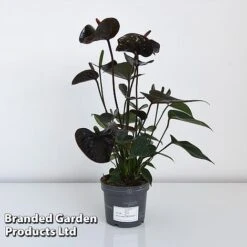 Anthurium 'Black Love' -Tulip Bloom ANTH BLACK12CM T44471