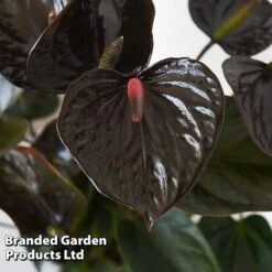 Anthurium 'Black Love' -Tulip Bloom ANTH BLACKLOVE T44474
