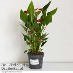 Anthurium 'Million Flower' -Tulip Bloom ANTH MILLIONFL T35886