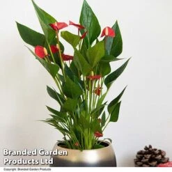 Anthurium 'Million Flower' -Tulip Bloom ANTH MILLIONFL T35888
