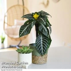 Aphelandra Squarrosa 11 Aphelandra Squarrosa -Tulip Bloom APHE SQUARROSA T41681