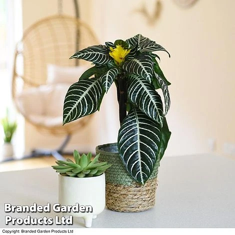 Aphelandra Squarrosa 5 Aphelandra Squarrosa - Image 5