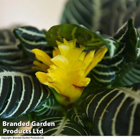 Aphelandra Squarrosa 2 Aphelandra Squarrosa - Image 2