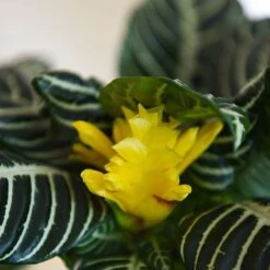 Aphelandra Squarrosa 12 Aphelandra Squarrosa -Tulip Bloom APHE SQUARROSA T41684