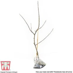 Apple 'Bramley's Seedling' -Tulip Bloom APPL CWW3229 D