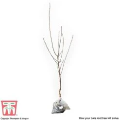 Apple 'Cox's Orange Pippin' -Tulip Bloom APPL CWW3231 C