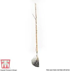 Crab Apple 'Red Sentinel' 5 Crab Apple 'Red Sentinel' -Tulip Bloom APPL CWW3254 C