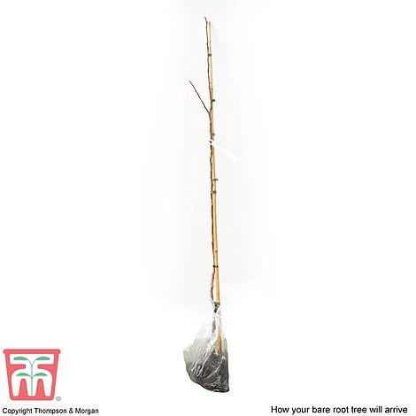 Crab Apple 'Red Sentinel' 3 Crab Apple 'Red Sentinel' - Image 3