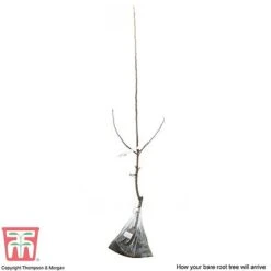 Crab Apple 'John Downie' -Tulip Bloom APPL CWW3373 C