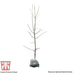 Apple 'Red Falstaff' -Tulip Bloom APPL DWW3657 D